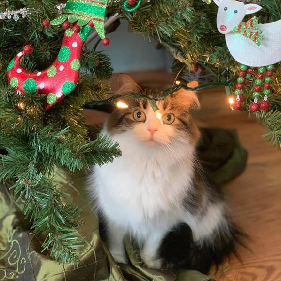 Meet your Posher, Shanna - Picture 1 of 1